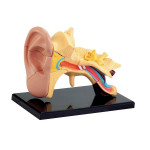 Набор для исследований Модель анатомия уха сборная, 7,7 см Edu-Toys