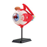Набор для исследований Модель глазного яблока сборная, 14 см Edu-Toys