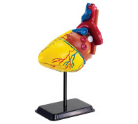 Набор для исследований Модель сердца человека сборная Edu-Toys